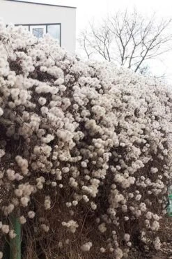 Tangutica Yellow Clematis - 1 Gallon Pot -Garden Plant Store clematis tangutica seedheads winter