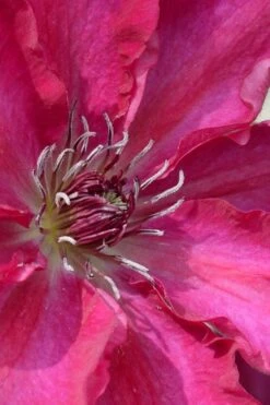 Garland Tekla Clematis - 1 Gallon Pot -Garden Plant Store clematis tekla 1