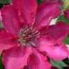 Garland Tekla Clematis - 1 Gallon Pot