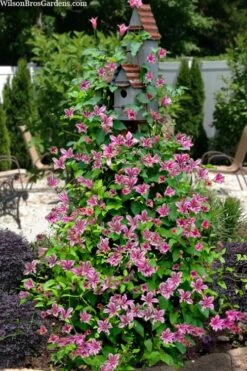 Duchess Of Albany Clematis - 1 Gallon Pot -Garden Plant Store clematis texensis duchess of albany 15