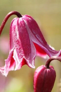 Etioile Rose Clematis - 1 Gallon Pot 10 Etioile Rose Clematis - 1 Gallon Pot -Garden Plant Store clematis texensis etoile rose 1