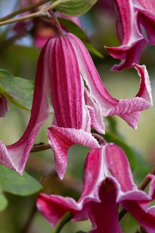 Etioile Rose Clematis - 1 Gallon Pot 1 Etioile Rose Clematis - 1 Gallon Pot
