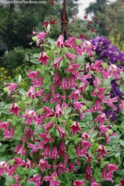 Etioile Rose Clematis - 1 Gallon Pot 11 Etioile Rose Clematis - 1 Gallon Pot -Garden Plant Store clematis texensis etoile rose 4