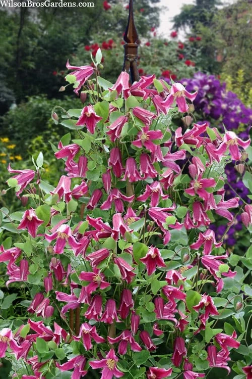 Etioile Rose Clematis - 1 Gallon Pot 6 Etioile Rose Clematis - 1 Gallon Pot - Image 6