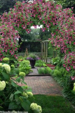 Etioile Rose Clematis - 1 Gallon Pot 9 Etioile Rose Clematis - 1 Gallon Pot -Garden Plant Store clematis texensis etoile rose 5