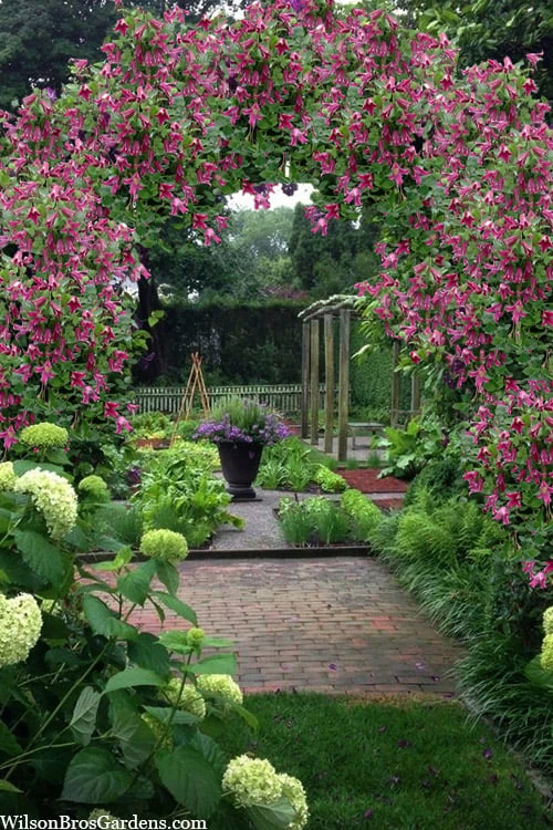 Etioile Rose Clematis - 1 Gallon Pot 4 Etioile Rose Clematis - 1 Gallon Pot - Image 4