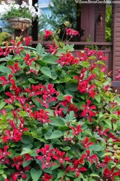 Gravetye Beauty Clematis - 1 Gallon Pot 11 Gravetye Beauty Clematis - 1 Gallon Pot -Garden Plant Store clematis texensis gravetye beauty 10