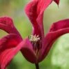 Gravetye Beauty Clematis - 1 Gallon Pot