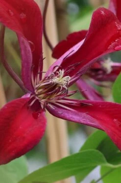 Gravetye Beauty Clematis - 1 Gallon Pot 15 Gravetye Beauty Clematis - 1 Gallon Pot -Garden Plant Store clematis texensis gravetye beauty 6