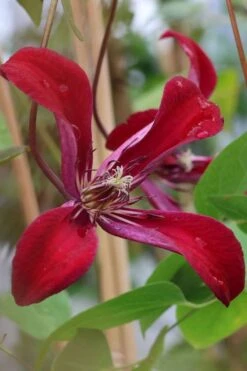 Gravetye Beauty Clematis - 1 Gallon Pot 14 Gravetye Beauty Clematis - 1 Gallon Pot -Garden Plant Store clematis texensis gravetye beauty 7