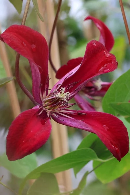 Gravetye Beauty Clematis - 1 Gallon Pot 7 Gravetye Beauty Clematis - 1 Gallon Pot - Image 7