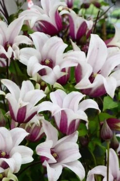 Princess Kate Clematis - 1 Gallon Pot -Garden Plant Store clematis texensis princess kate 14