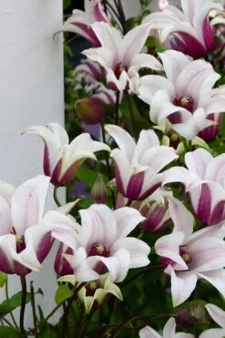 Princess Kate Clematis - 1 Gallon Pot -Garden Plant Store clematis texensis princess kate 15