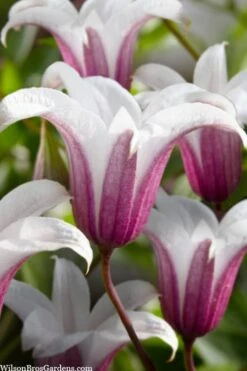 Princess Kate Clematis - 1 Gallon Pot -Garden Plant Store clematis texensis princess kate 23