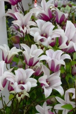 Princess Kate Clematis - 1 Gallon Pot -Garden Plant Store clematis texensis princess kate 4