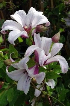 Princess Kate Clematis - 1 Gallon Pot -Garden Plant Store clematis texensis princess kate 5