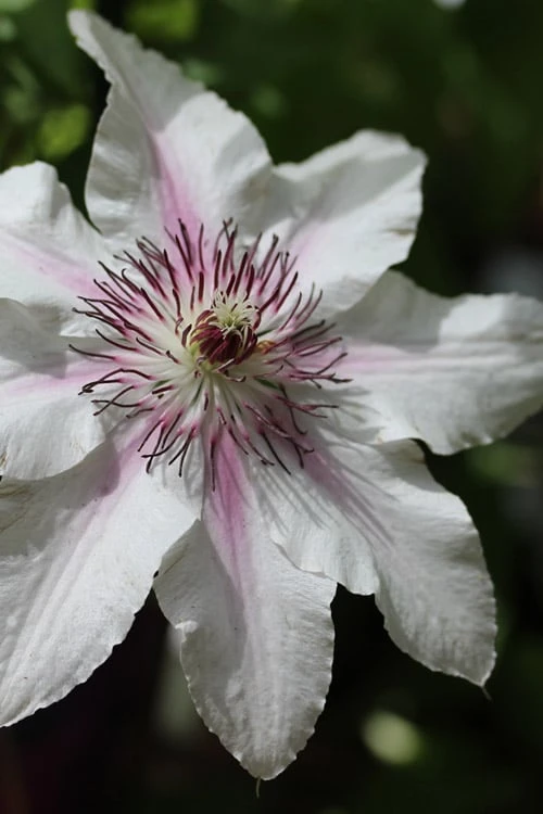 The Countess Of Wessex Clematis - 1 Gallon Pot 1 The Countess Of Wessex Clematis - 1 Gallon Pot