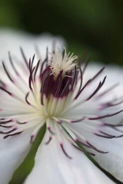 The Countess Of Wessex Clematis - 1 Gallon Pot 11 The Countess Of Wessex Clematis - 1 Gallon Pot -Garden Plant Store clematis the countess of wessex 4