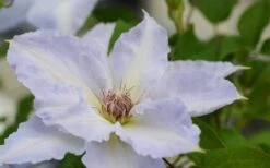 Tranquilite Clematis - 1 Gallon Pot 13 Tranquilite Clematis - 1 Gallon Pot -Garden Plant Store clematis tranquilete 1