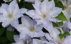 Tranquilite Clematis - 1 Gallon Pot 11 Tranquilite Clematis - 1 Gallon Pot -Garden Plant Store clematis tranquilete 4
