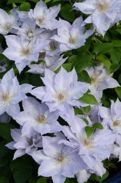Tranquilite Clematis - 1 Gallon Pot 10 Tranquilite Clematis - 1 Gallon Pot -Garden Plant Store clematis tranquilite 11