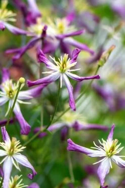 Rubromarginata Fragrant Clematis - 1 Gallon Pot -Garden Plant Store clematis triternata rubromarginata 1