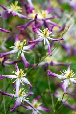 Rubromarginata Fragrant Clematis - 1 Gallon Pot -Garden Plant Store clematis triternata rubromarginata 2