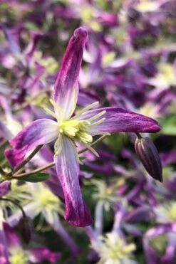 Rubromarginata Fragrant Clematis - 1 Gallon Pot -Garden Plant Store clematis triternata rubromarginata 5