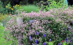 Rubromarginata Fragrant Clematis - 1 Gallon Pot -Garden Plant Store clematis triternata rubromarginata 6