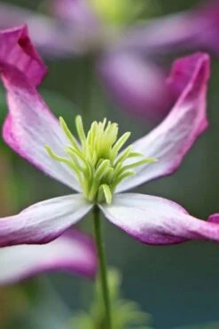 Rubromarginata Fragrant Clematis - 1 Gallon Pot -Garden Plant Store clematis triternata rubromarginata 7
