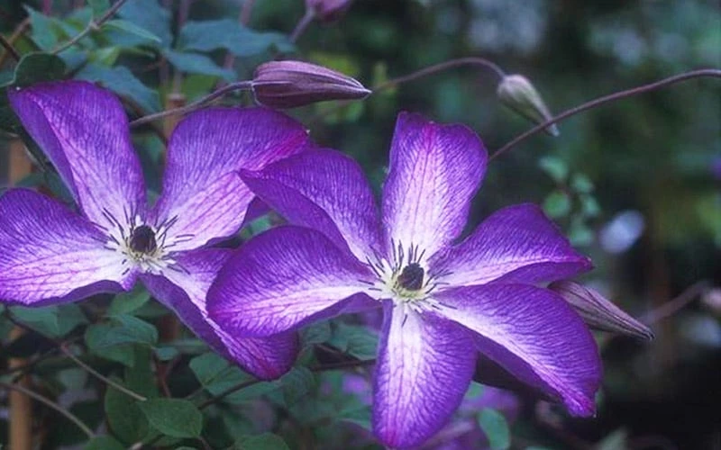 Venosa Violacea Clematis - 1 Gallon Pot 9 Venosa Violacea Clematis - 1 Gallon Pot - Image 9