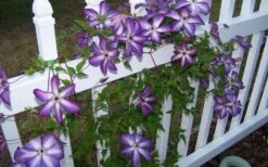 Venosa Violacea Clematis - 1 Gallon Pot 16 Venosa Violacea Clematis - 1 Gallon Pot -Garden Plant Store clematis venosa violacea 4