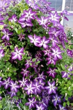 Venosa Violacea Clematis - 1 Gallon Pot 19 Venosa Violacea Clematis - 1 Gallon Pot -Garden Plant Store clematis venosa violacea 5