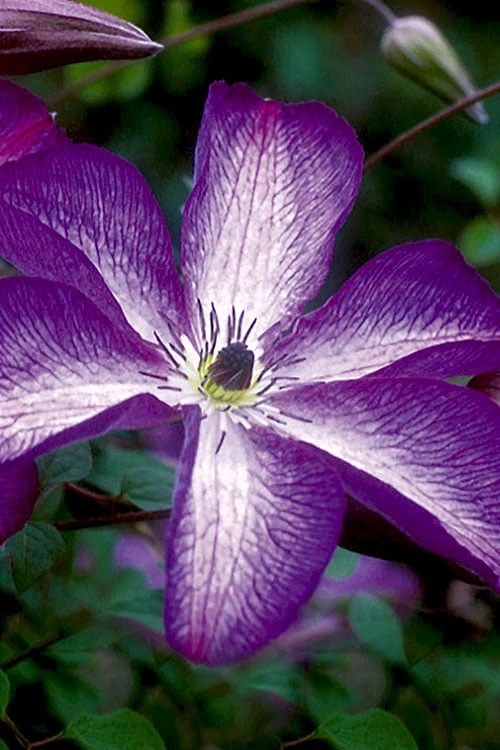 Venosa Violacea Clematis - 1 Gallon Pot 1 Venosa Violacea Clematis - 1 Gallon Pot