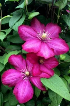 Ville De Lyon Clematis - 1 Gallon Pot -Garden Plant Store clematis ville de lyon 13