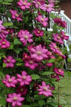 Ville De Lyon Clematis - 1 Gallon Pot -Garden Plant Store clematis ville de lyon 2