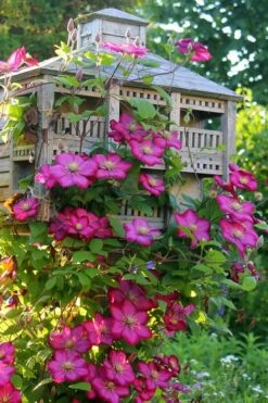 Ville De Lyon Clematis - 1 Gallon Pot -Garden Plant Store clematis ville de lyon 7