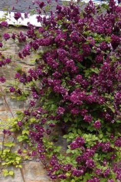 Purpurea Plena Elegans Clematis - 1 Gallon Pot -Garden Plant Store clematis viticella purpurea plena elegans 1