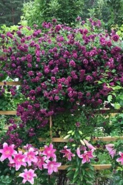 Purpurea Plena Elegans Clematis - 1 Gallon Pot -Garden Plant Store clematis viticella purpurea plena elegans 3