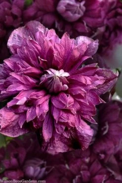 Purpurea Plena Elegans Clematis - 1 Gallon Pot -Garden Plant Store clematis viticella purpurea plena elegans 8