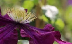 Warsaw Nike Clematis - 1 Gallon Pot -Garden Plant Store clematis warsaw nike 10
