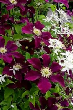 Warsaw Nike Clematis - 1 Gallon Pot -Garden Plant Store clematis warsaw nike 11