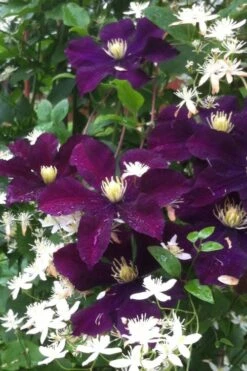Warsaw Nike Clematis - 1 Gallon Pot -Garden Plant Store clematis warsaw nike 12