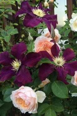 Warsaw Nike Clematis - 1 Gallon Pot -Garden Plant Store clematis warsaw nike 13