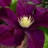 Warsaw Nike Clematis - 1 Gallon Pot