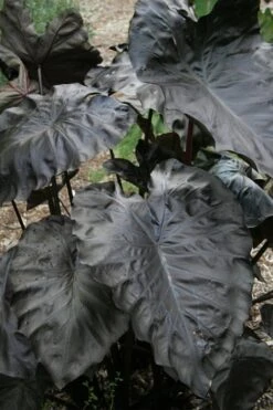 Royal Hawaiian Black Coral Elephant Ear (Colocasia) - 1 Gallon Pot 9 Royal Hawaiian Black Coral Elephant Ear (Colocasia) - 1 Gallon Pot -Garden Plant Store colocasia esculenta black coral elephant ear 4