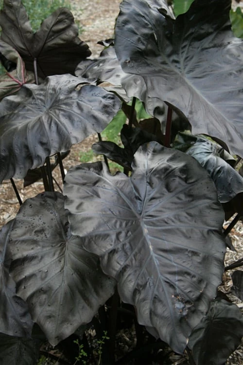 Royal Hawaiian Black Coral Elephant Ear (Colocasia) - 1 Gallon Pot 4 Royal Hawaiian Black Coral Elephant Ear (Colocasia) - 1 Gallon Pot - Image 4
