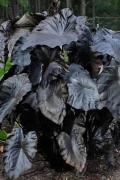 Royal Hawaiian Black Coral Elephant Ear (Colocasia) - 1 Gallon Pot 11 Royal Hawaiian Black Coral Elephant Ear (Colocasia) - 1 Gallon Pot -Garden Plant Store colocasia esculenta black coral elephant ear 6