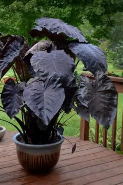 Royal Hawaiian Black Coral Elephant Ear (Colocasia) - 1 Gallon Pot 10 Royal Hawaiian Black Coral Elephant Ear (Colocasia) - 1 Gallon Pot -Garden Plant Store colocasia esculenta black coral elephant ear 7