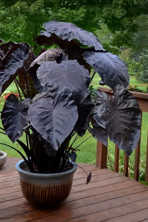 Royal Hawaiian Black Coral Elephant Ear (Colocasia) - 1 Gallon Pot 5 Royal Hawaiian Black Coral Elephant Ear (Colocasia) - 1 Gallon Pot - Image 5
